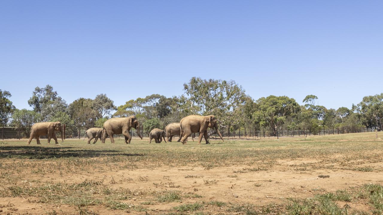 Six of the nine members of the Asian elephant herd took a stroll through their world-class enclosure at Werribee Open Range Zoo. Picture: supplied