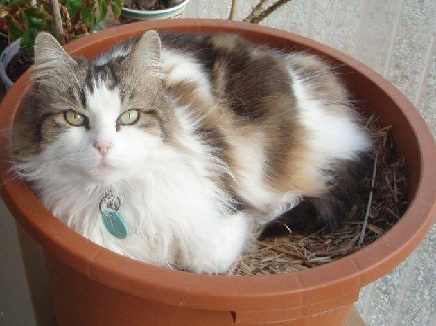 Whiskey likes to sleep in a flower pot.