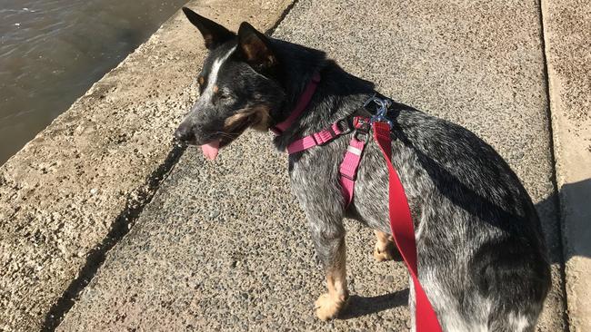 Long walks and lattes are all part of the new and improved lifestyle of Lou. (Pic: Jill Poulsen)