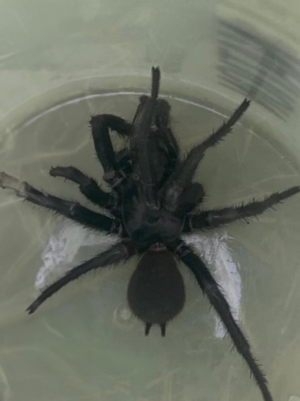 The funnel web spider Tommy found.