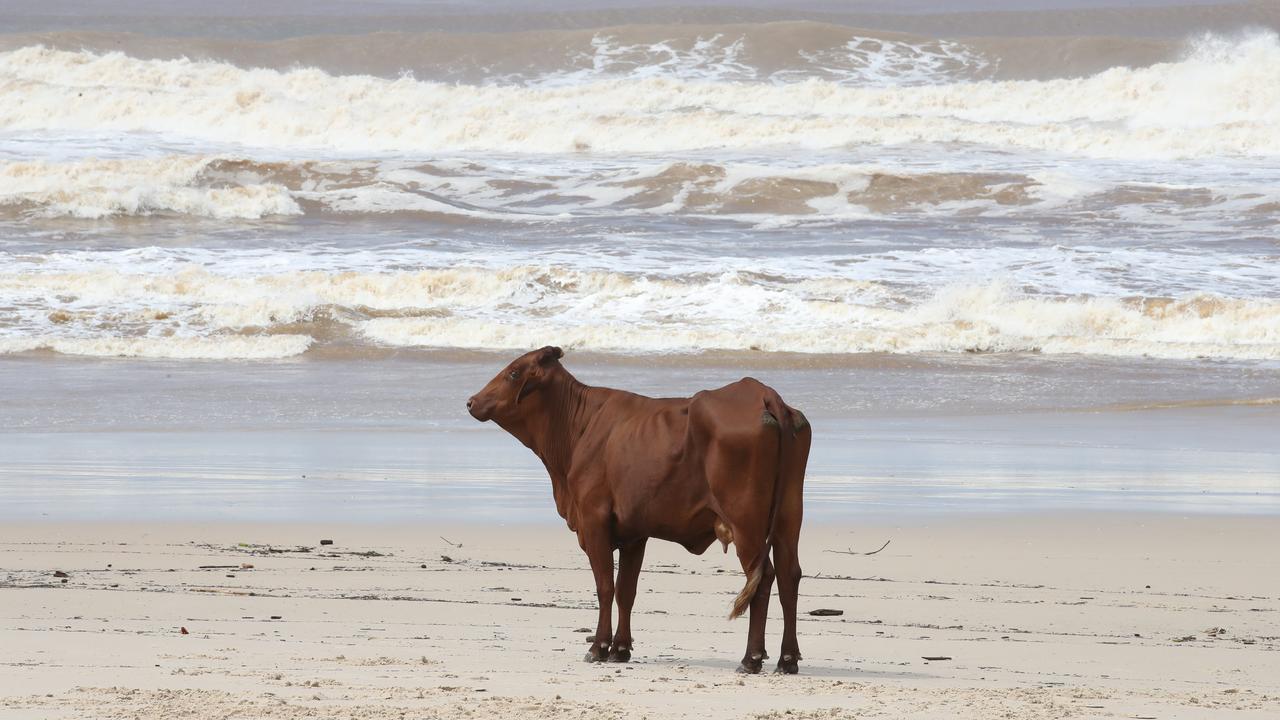 Cowabunga! Surfs up for beach bovines at Duranbah. This lucky cow surfed into the sand after being washed out the Tweed Rivermouth. . Picture Glenn Hampson