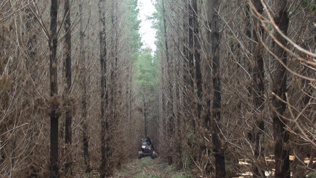 Thinning operations underway at the KIPT plantations on Kangaroo Island. Pic Supplied.