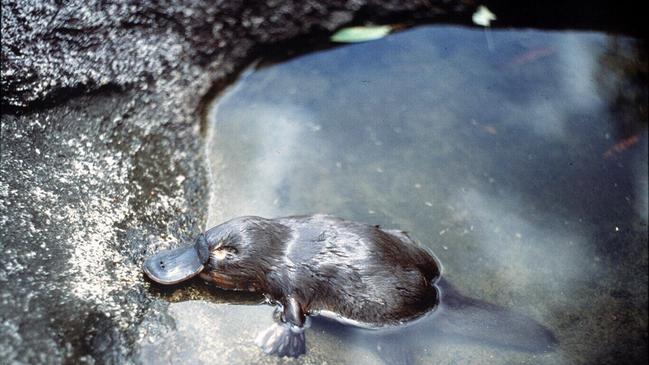 Platypus in Broken River, Eungella National Park.