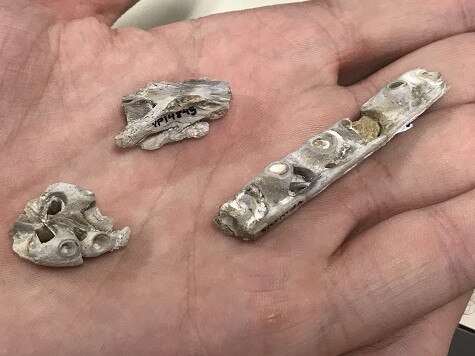 Partial snout with teeth and tooth bases, partial braincase, and a section of upper jaw with tooth bases. Credit: Ms. Christina Byrd, Paleontology Collections Manager at the Sternberg Museum of Natural History in Hays, Kansas.