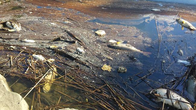 Polluted River Torrens a deathtrap for fish | news.com.au — Australia’s ...
