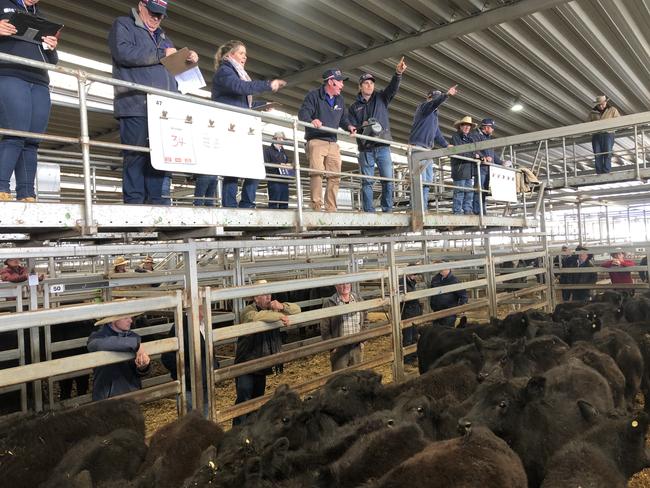 Selling action at Wodonga. Picture: Fiona Myers