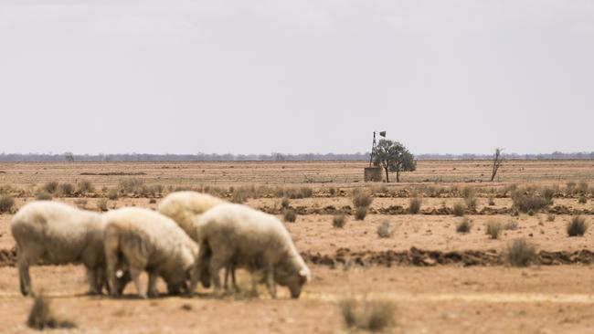 A sheep and grain farm, northwest of Dubbo in central NSW. Picture: Dylan Robinson