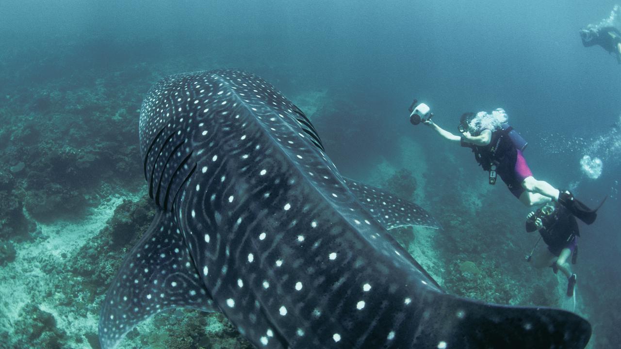 Swimming with the whale sharks is a highlight for many people who visit this part of the world. Picture: Getty