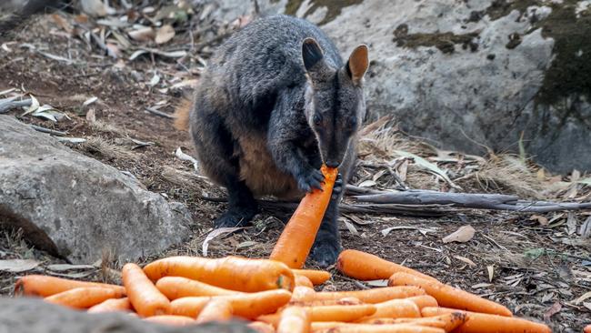 Sweet potatoes and carrots have been sent to burnt national parks to feed distressed wildlife.