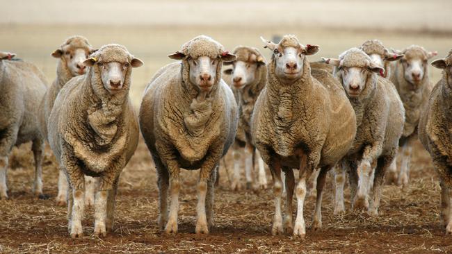 When livestock starts to hit record prices, it does attract the attention of the fly-by-nighters and ne’er do wells.