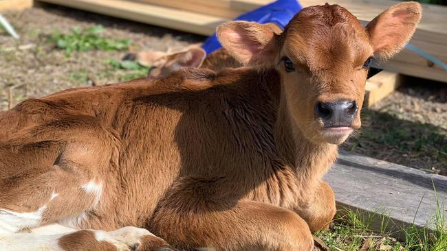 Oscar is one of eight calves being cared for in Moorooduc.