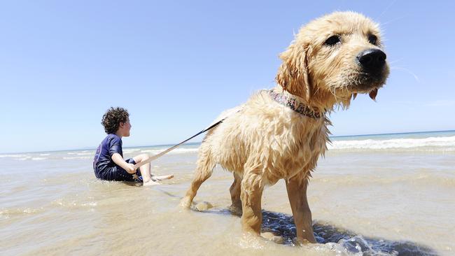 Pets make humans better people. Henry O'Bryan, 5, of Swan Hill, with his 12 week old puppy Lucy at Queenscliff in Victoria. (Pic: Alan Barber)