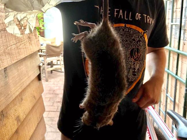 This giant rat was found by a young father in his home in Alexandria.