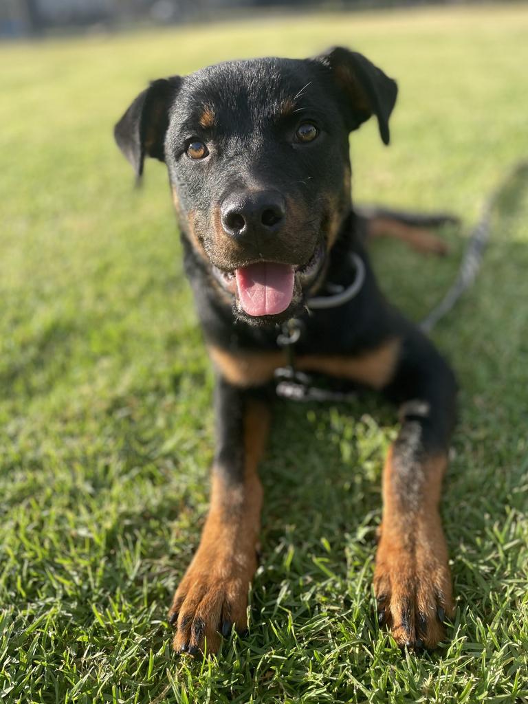 Chino the Rottweiler. Picture: Supplied