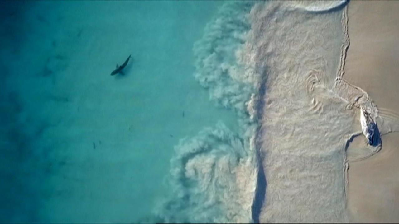 Great white shark spotted at South Australian beach | Sky News Australia