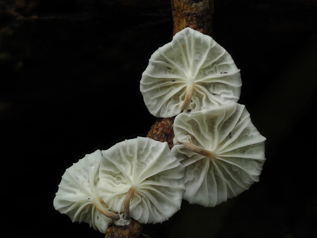 The photographer said: “White color subjects are always the most challenging subject matter in macro photography when it comes to capturing the essence and details.” Under the great lighting condition, Chin Kang Chia was able to present these group of Marasmius genus fungi found in Puhipuhi Valley Scenic Reserve in their best forms. It won second place in Plants Fungi. Picture: Chin Kang Chia/TNC Oceania Photo Contest