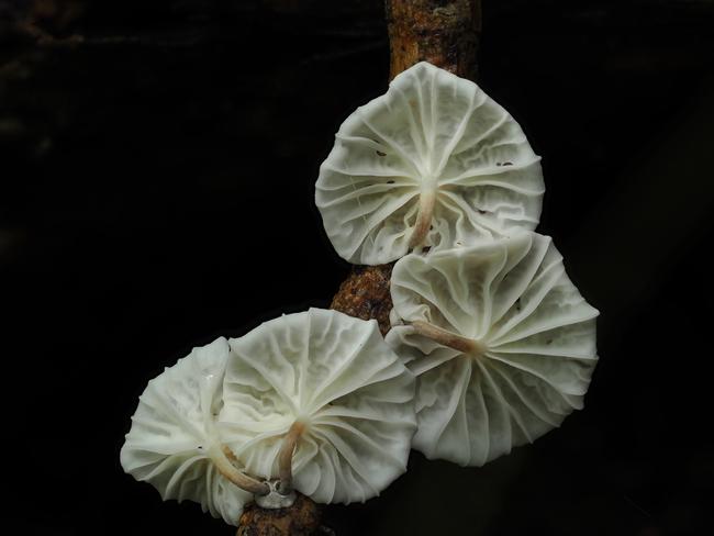 The photographer said: “White color subjects are always the most challenging subject matter in macro photography when it comes to capturing the essence and details.” Under the great lighting condition, Chin Kang Chia was able to present these group of Marasmius genus fungi found in Puhipuhi Valley Scenic Reserve in their best forms. It won second place in Plants Fungi. Picture: Chin Kang Chia/TNC Oceania Photo Contest