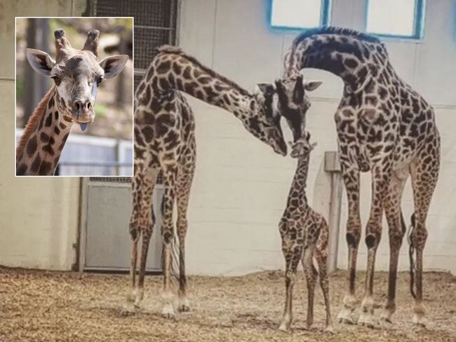 A beloved giraffe died in a New York zoo over the weekend when he fractured his neck.