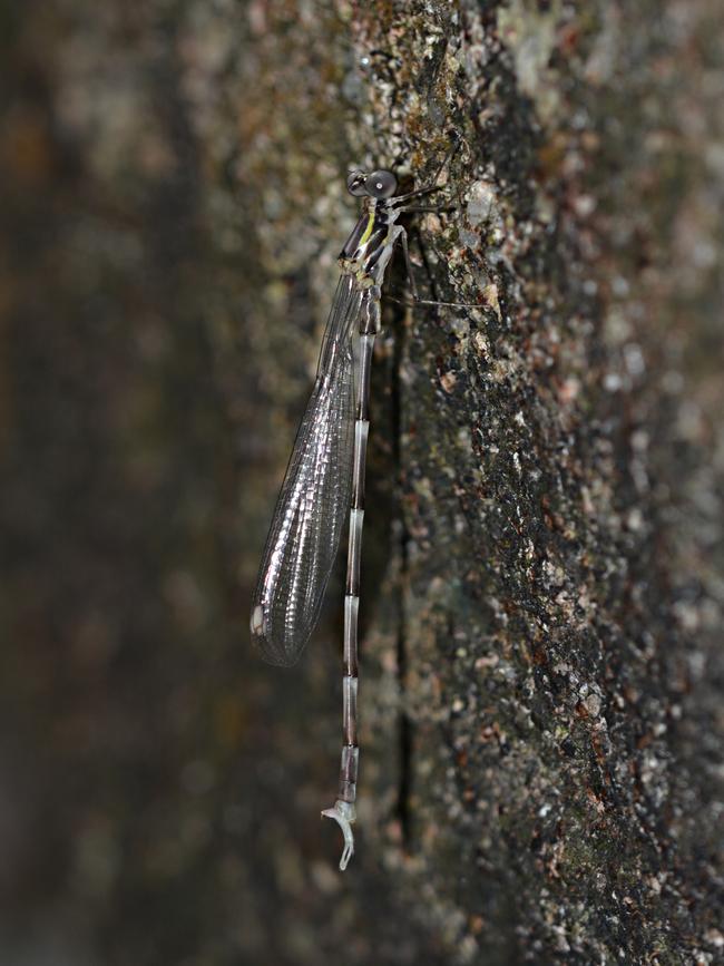 A male Intermediate Whitetip damselfly, <i>Episynlestes intermedius</i>, photographed at Finch Hatton Gorge. Endemic to the Eungella Rainforest, the damselfly had recently emerged as an adult (the immature stages of dragonfly and damselflies are nymphs that live in aquatic habitats such as rainforest streams). Picture: Chris Burwell, Queensland Museum.