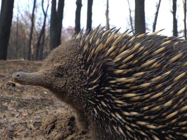 WEEKEND TELEGRAPHS SPECIAL. MUST TALK WITH PIC ED JEFF DARMANIN BEFORE PUBLISHING.,  Caption: An echidna in burnt out bushland on the South Coast of NSWDate Taken: 2020Location: South Coast, NSWCredit: WWF-Australia