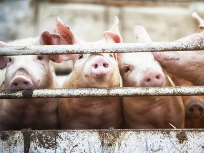 Andre Kuhr, 65, pleaded guilty to unreasonable abandonment for failing to leave five pigs without food or water. Picture: istock