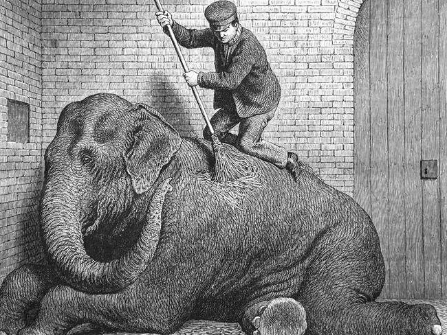 Writing’s like the guy who washes elephants. We only need one guy.