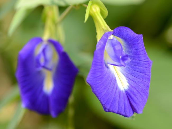 EMBARGO FOR TWAM 30 APRIL 2022. FEE MAY APPLY. Butterfly Pea flower Thai Herb