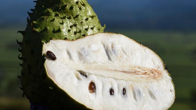 Winter fruits at Tropical Fruit World in Duranbah serves up smorgasbord ...