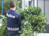 Geelong’s cannabis hot spots uncovered