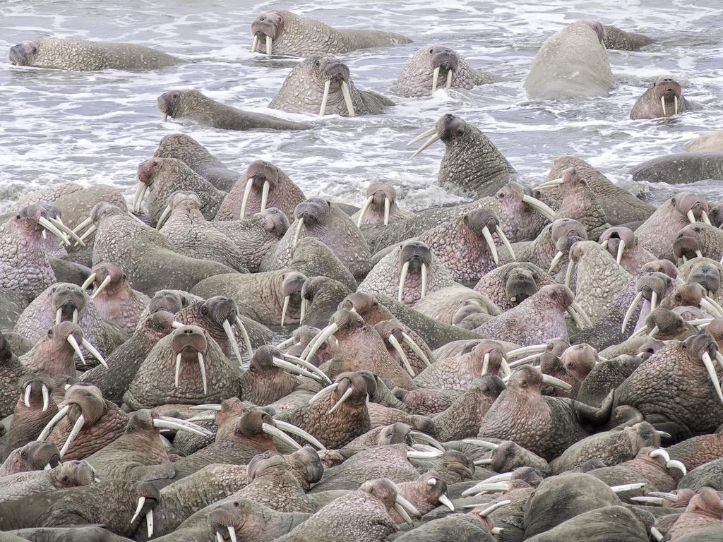 Walruses as far as the eye can see thousands gather on Alaskian shore