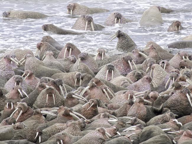 A herd of thousands of walruses crowded together on an Alaskian beach. Melting sea ice forced the animals ashore. Walruses are sociable animals and known to assemble in herds of several hundred, but a gathering of thousands is rare. Picture: Rick Beldegreen/Solent News