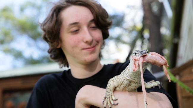 What to feed a wild lizard – The Mercury News