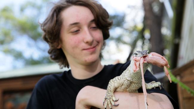 Ben Camilleri feeds Spud the goanna, chicken necks at Camo's Reptiles in Pendle Hill. Pictures: Justin Sanson