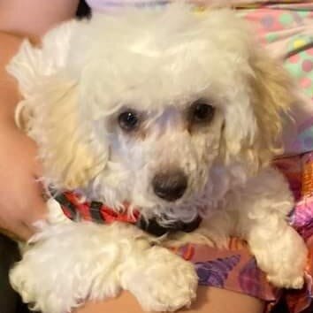 Princess: Manda Buckley's 12 week old Moodle x Bichon Frise