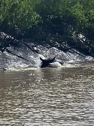 The water buffalo wasn’t having any nonsense from the crocs. Picture: Supplied