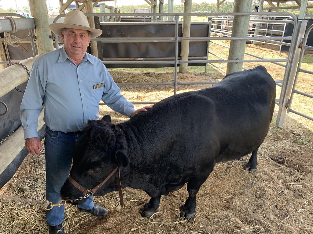 Brian Carter from Tiaro runs Kelbriton Lane Dexter Stud and is a stud cattle steward at the 2021 Fraser Coast Ag Show. He is pictured with his small breed dexter bull Wally. Photo: Stuart Fast