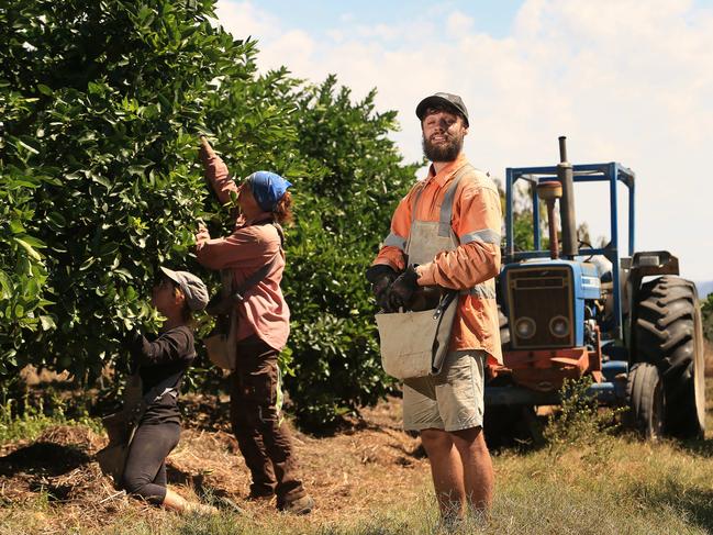 Backpacker Craig Younger from Scotland picking fruit on the Caamano's Farm in Mareeba.   Picture: Josh Woning.