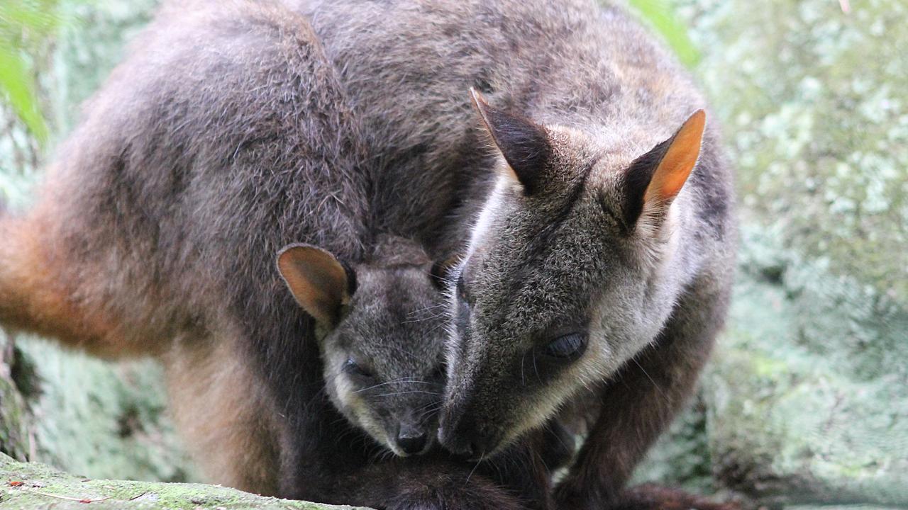 Victoria fires: Food drops start for East Gippsland native animals ...