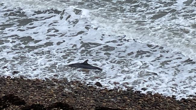 The dolphin was spotted near Marino Rocks Community Cafe. Picture: Supplied