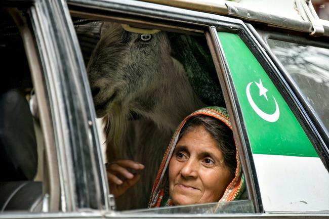 A resident rides in a car with a goat as she returns to her hometown in the village of Chakothi, near the Line of Control, after Pakistan and India declare a ceasefire