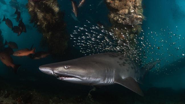 Grey nurse sharks are considered harmless to humans.