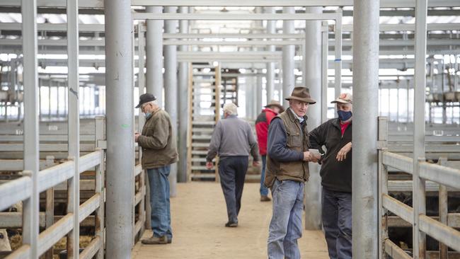 Price trends were mixed across Victorian saleyards this week. Picture: ZOE PHILLIPS