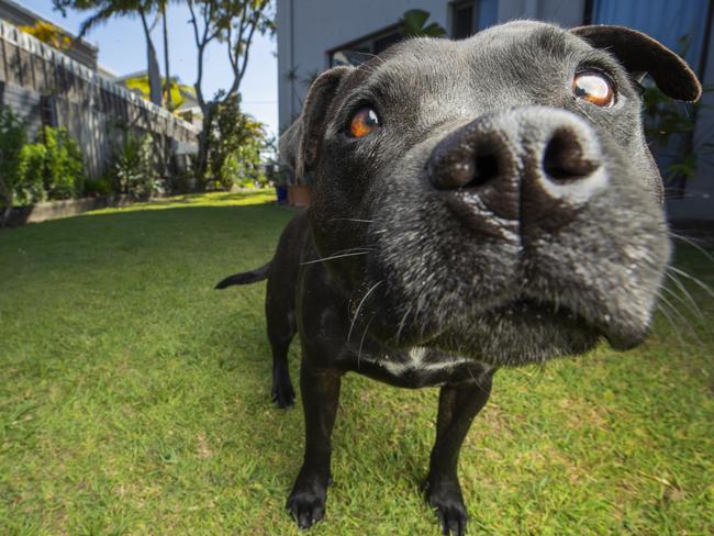 Hold See Courier Mail pic Desk!Luna the 6 year old English Staffordshire Terrier at home in Grange. Photo Lachie Millard