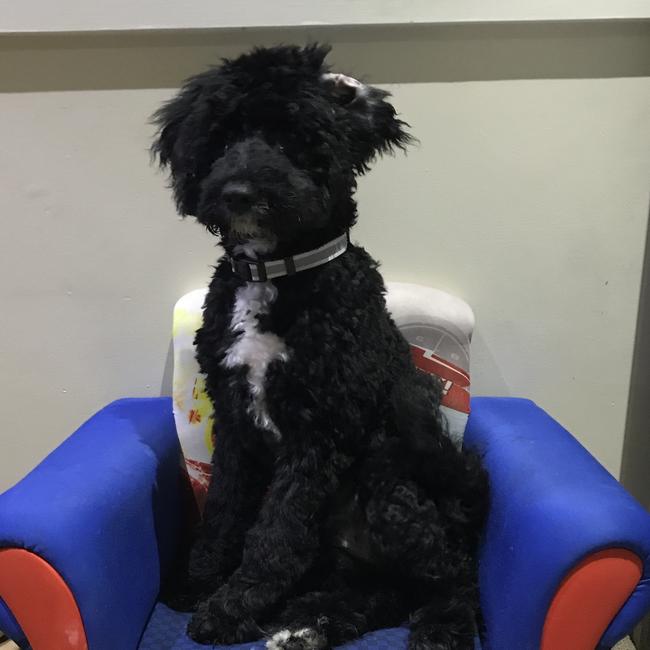 Five-month-old Ollie, of Baulkham Hills, just hanging out in his big brother Dustin’s chair. Picture: Courtney
