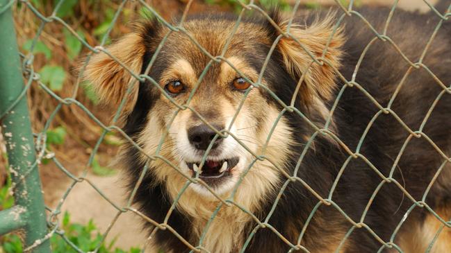 Dangerous dogs will be targeted in the proposed crackdown.