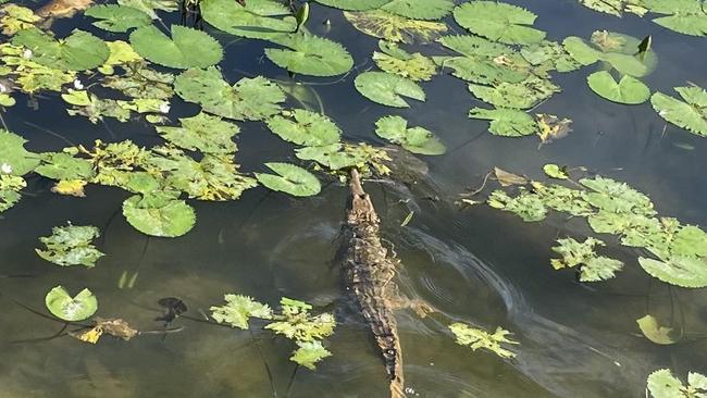 The "little bogey" was found taking a dip in the pond on Par 3, second hole on Wednesday morning. Picture: Facebook.