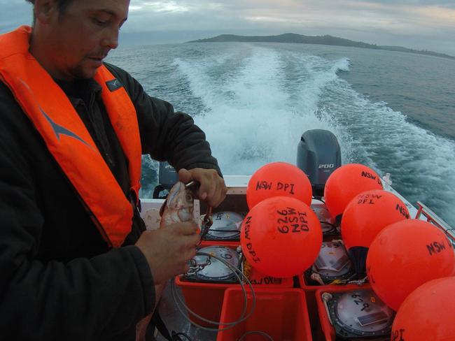 smart drumlines snared eight times more “target sharks” than nets between November and May in a trial. Picture: Supplied