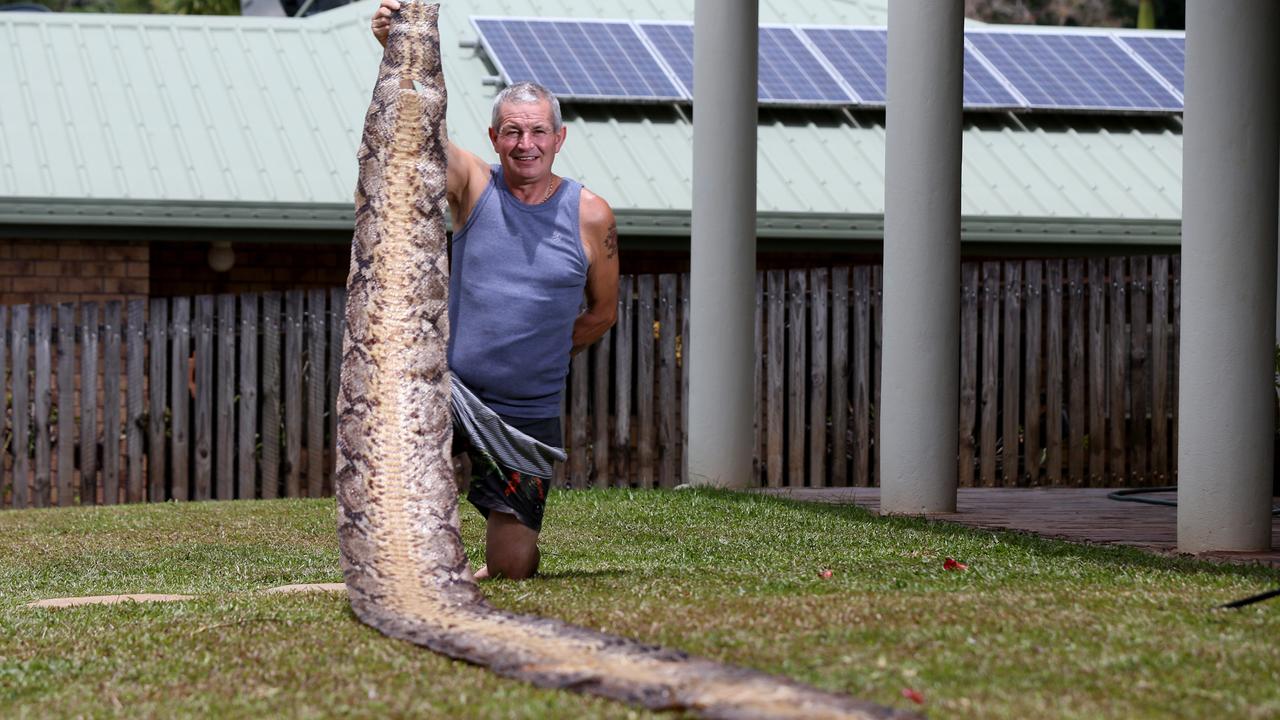 giant australian snake