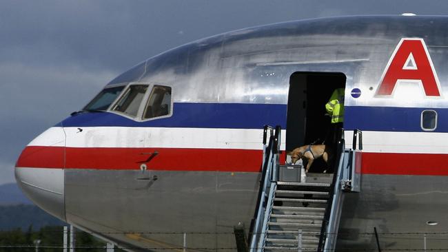 GLASGOW - AUGUST 10: A police officer with a sniffer dog boards an American Airlines plane at Glasgow Airport on August 10, 2006 Glasgow in Scotland. British Airports have been thrown into chaos as Airport security has been heightened to critical after a terrorist plot to blow up planes in mid-flight from the UK to the US was disrupted by police.(Photo by Jeff J Mitchell/Getty Images)