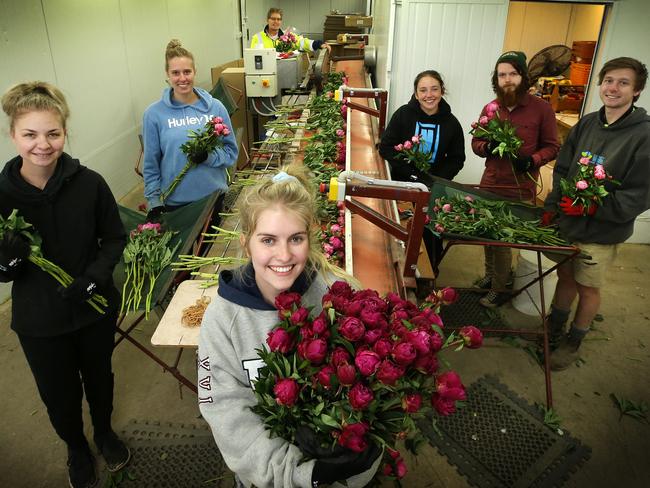 The crew on the bunching line ensure the flowers hit the market within a couple of days.